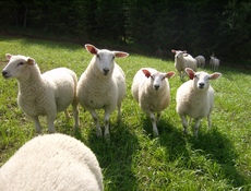 På raigrasbeite