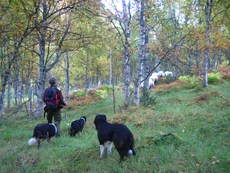 Med gjeterhund