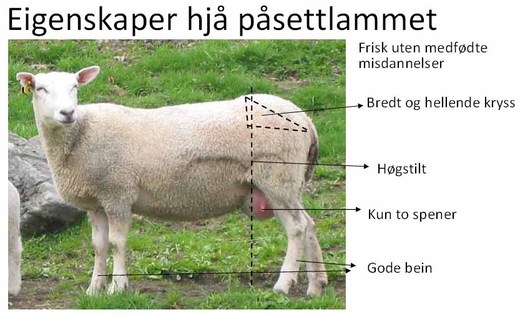 Påsettlam