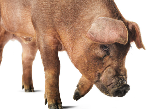 Duroc