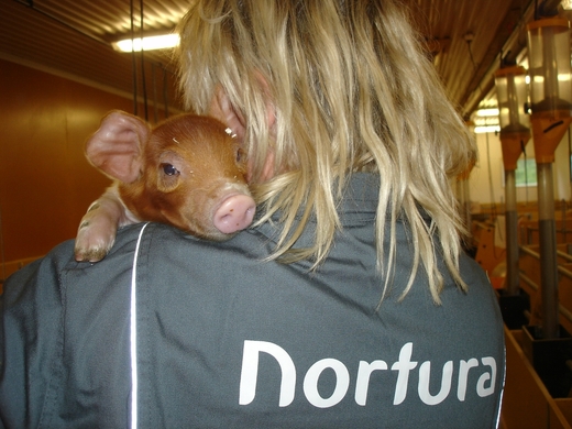 Nortura rådgiver med duroc smågris
