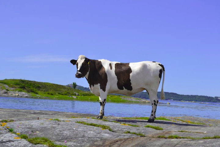 Illustrasjonsbilde, beite på Vågøya (Lars Petter Gjendem) Illustrasjonsbilde, beite på Vågøya (Lars Petter Gjendem)
