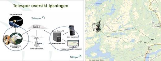 Oversikt over Telespors løsning og kartutsnitt som viser en søyes bevegelse i terrenget.