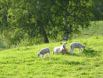 På beite