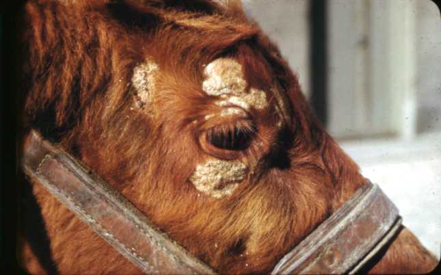 Illustrasjonsbilde storfe med ringorm