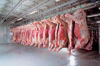 Hengende storfeslakt