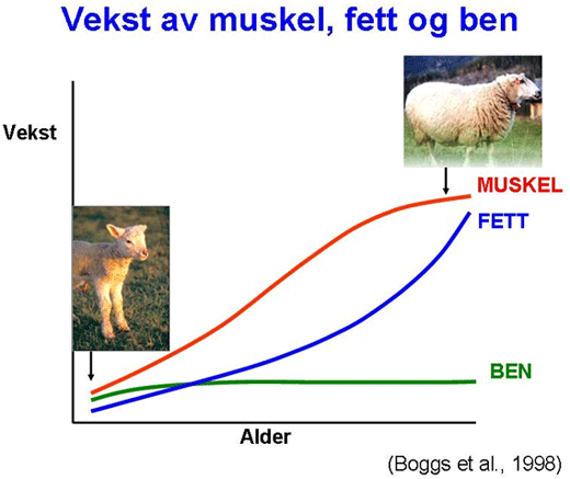 Vekstkurve lam