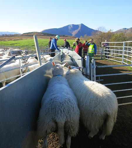 Fint utforma drivrenne hjå Bjørn Arne Skoglund på Andøya i Nordland. Foto: Grethe Ringdal, Animalia