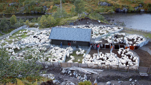 Oversikt over sankegjerdet til Beinhelleren Sankelag, med ei overbygd drivrenne i midten. Foto: Ingrid Sødal Eidsnes
