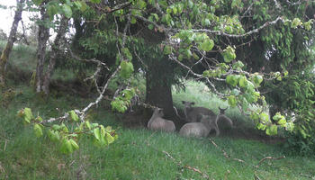 Godt å ha ly på beite når det regnar!