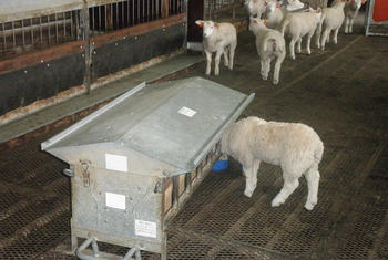 Lamma kjem inn og hentar seg ein mjølkesup og ein kraftfôrporsjon