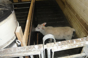 Lamma kjem inn og hentar seg ein mjølkesup og ein kraftfôrporsjon