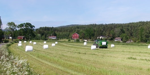 Grovfôrhøsting