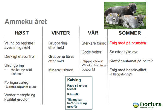 Ammekuåret - plansje