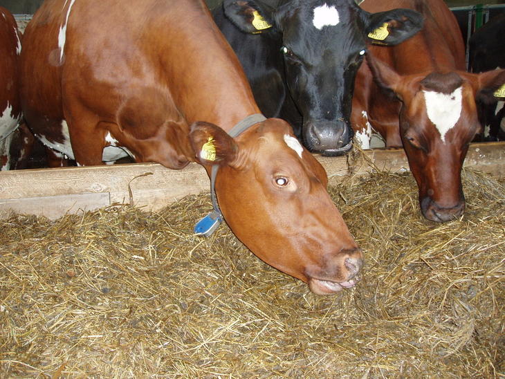 Illustrasjonsbilde fra Nortura med kyr i fjøset