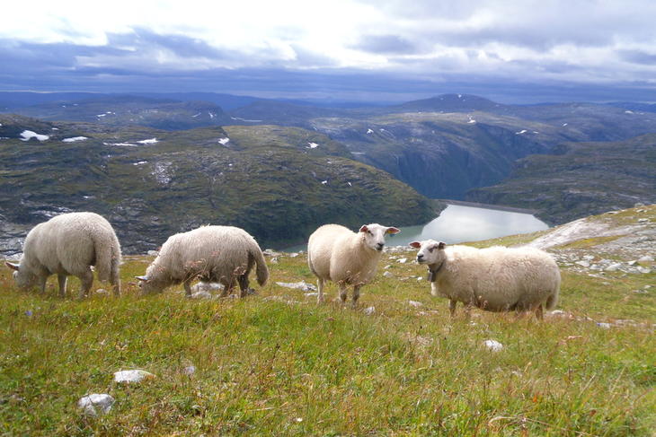 Fjellbeite