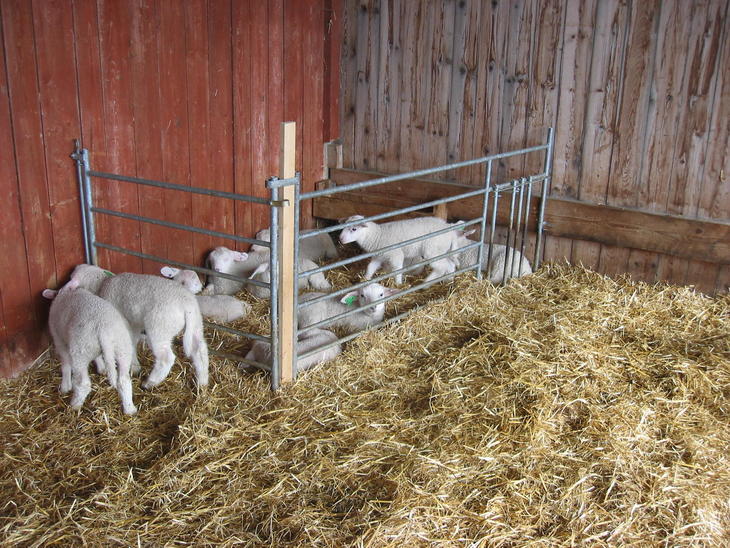 Lammegjømme
