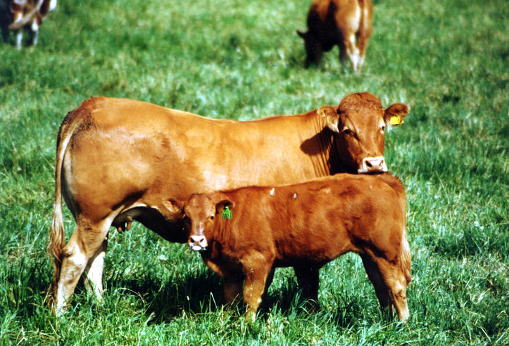Limousin ku med kalv Limousin ku med kalv