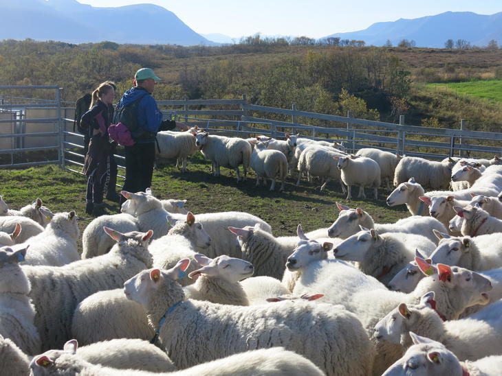 Illustrasjonsbilde saueflokk. Foto: Grethe Ringdal, Nortura