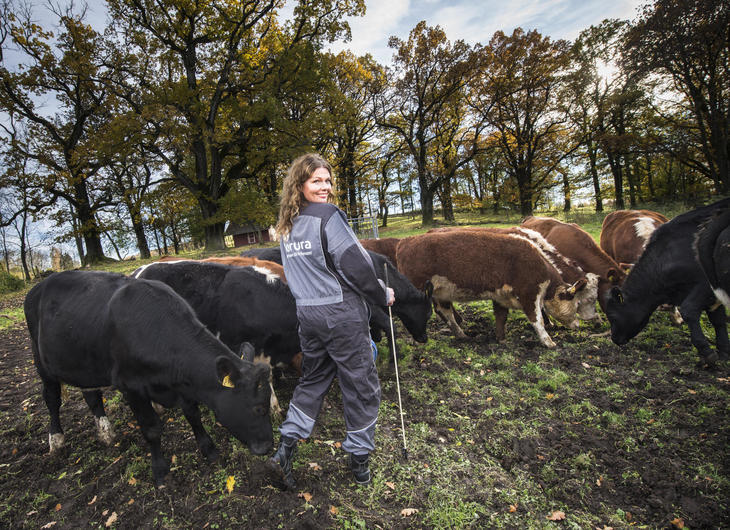 Norturabonde blant beitende kyr