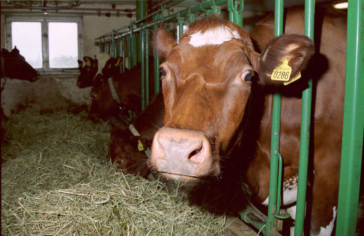 Illustrasjonsbilde ku på båsen. Foto: Nortura