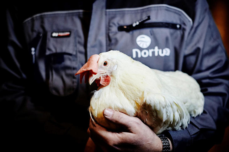Nortura-høne