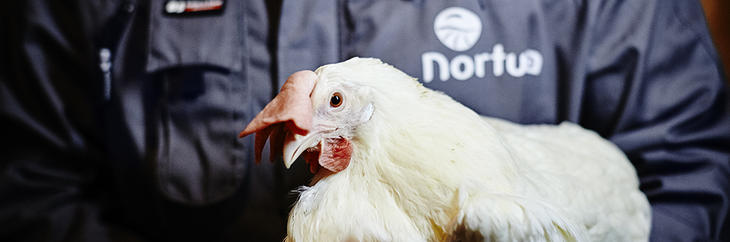 Norturahøne Norturahøne