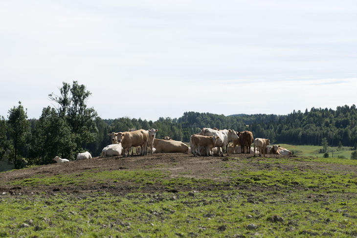 Dyr på beite - illustrasjonsbilde Dyr på beite - illustrasjonsbilde