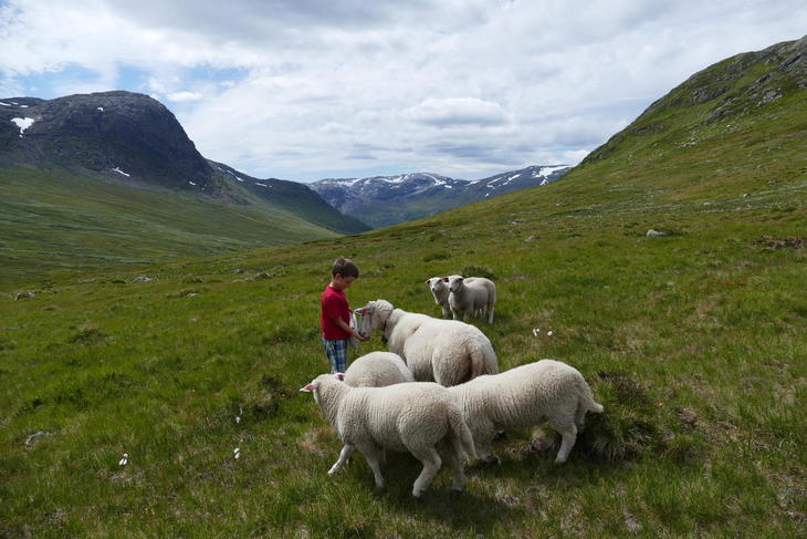 Bilde fra Lammesesongen 2019, foto Jordalen.