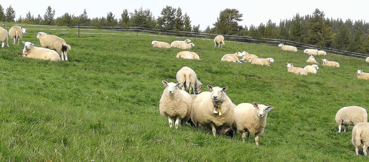 Illustrasjkonsbilde, sau og lam på beite