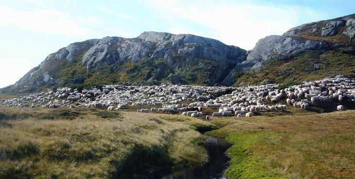 Saueflokk på fjellbeite Saueflokk på fjellbeite