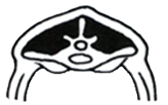 3 - Middels hold