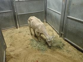 Foto: Inge Midtveit, Animalia.