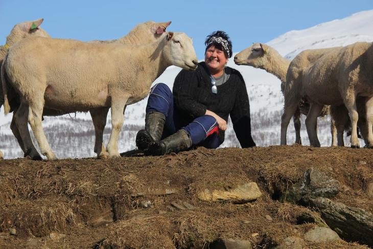 Laila Hoff med sauer i fjellet