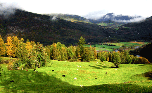 Haustbeite