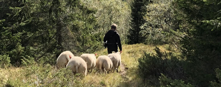 Illustrasjonsbilde, sau i skogen. Foto: Kari Mørkve Jordalen