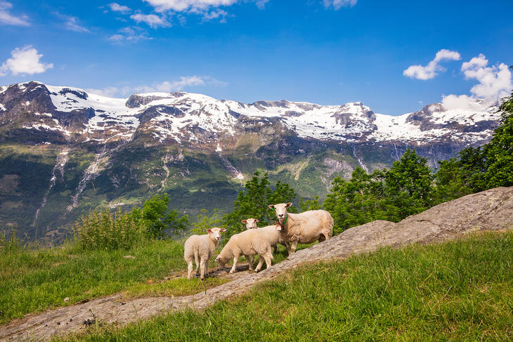 På fjellet, foto Nortura