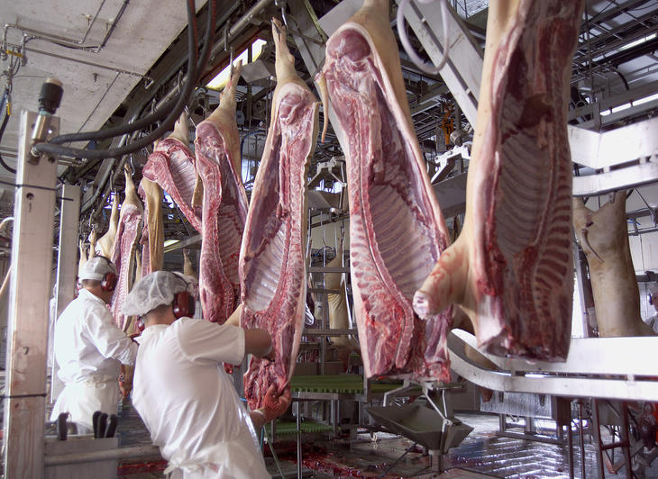 Slakting av gris i Steinkjer