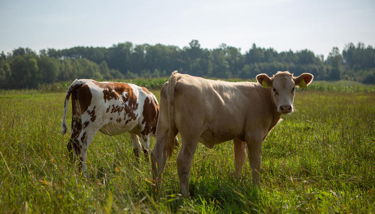 Fôringsdyr på beite. Foto: Håvard Hanasand, Moxey/Nortura