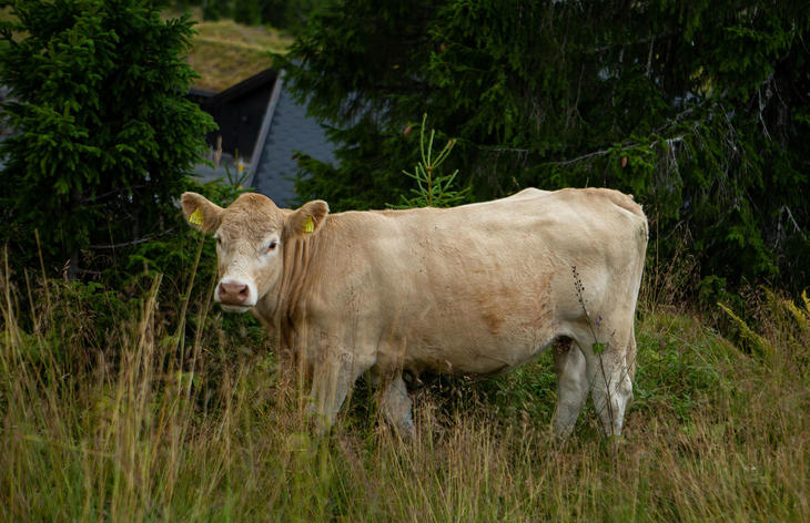 Kvige på beite Kvige på beite