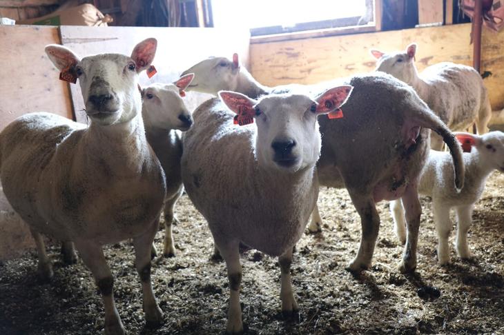 Produktive søyer i godt hold. Foto: Liv Jorunn Denstadli Sagmo