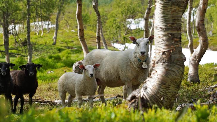 Sau med lam på skogsbeite. Foto: Linn Hege Engen, Nortura