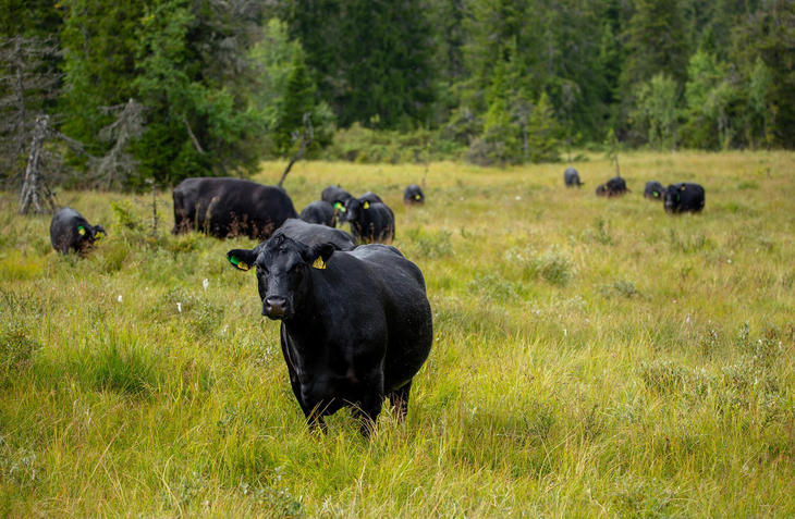 Angus på beite Angus på beite