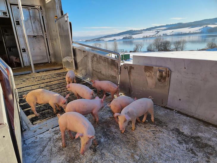 Skal vi inn eller ut? Smågrisene lukter og snuser