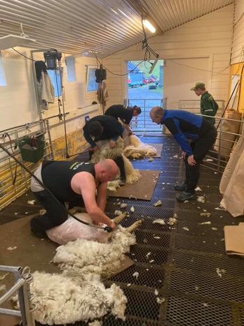 Bilde av saueklippere fra Nortura Klyppeteam i aksjon.