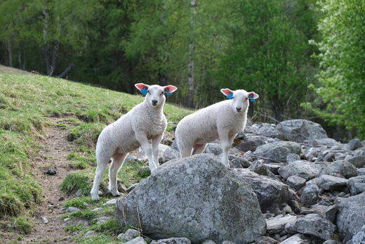 To lubne lam står med frambeina på en stein. Det er grønt i bakgrunn.