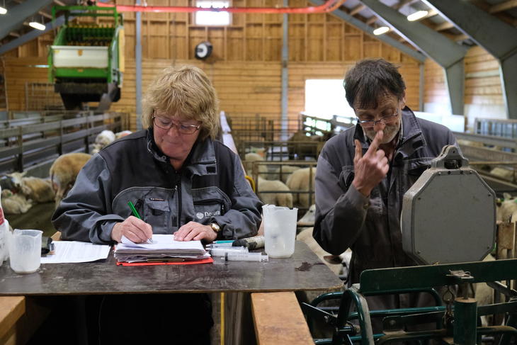Grethe Ringdal og John Bergerud jobber i fjøset. De veier lam og noterer vårvekt på ei skriveblokk. Grethe Ringdal og John Bergerud jobber i fjøset. De veier lam og noterer vårvekt på ei skriveblokk.