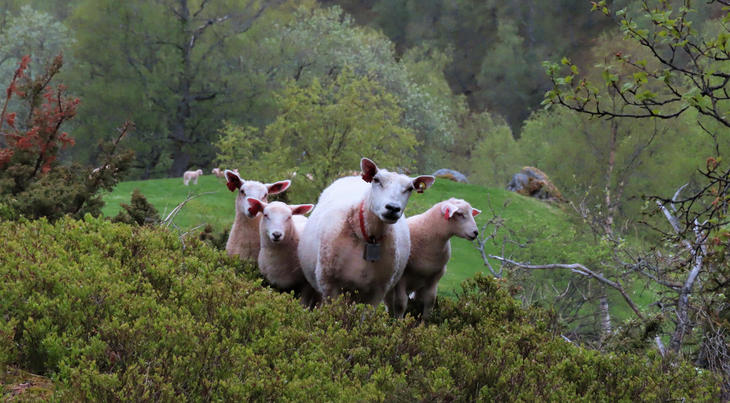 Sau med lam på beite. Foto: Kari Mørkve Jordalen Sau med lam på beite. Foto: Kari Mørkve Jordalen