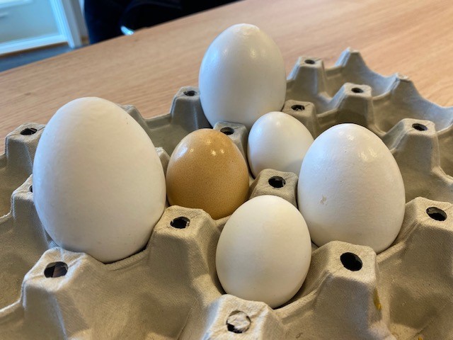 Egg i ulike størrelser brukes til ulike eggprodukter
