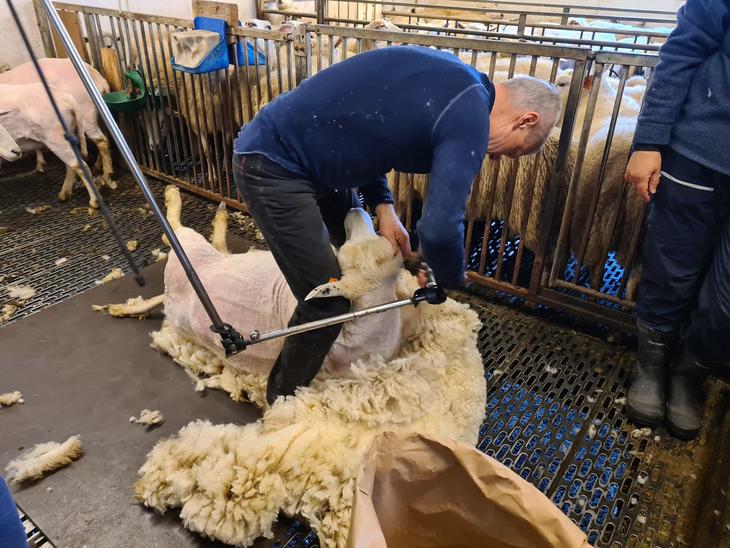 Foto: Iris Kittilsland/Hallingdal Folkehøgskule Bilde av saueklipper i arbeid. Han holder en sau og det ligger ull like ved. Vi ser også papirpose for ullhåndtering.
